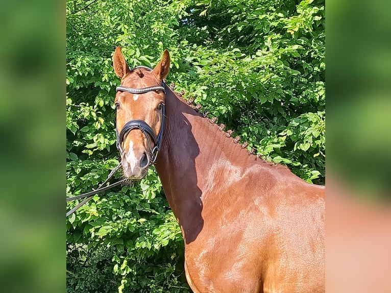 Hannoveraner Wallach 3 Jahre 163 cm Dunkelfuchs in Loxstedt