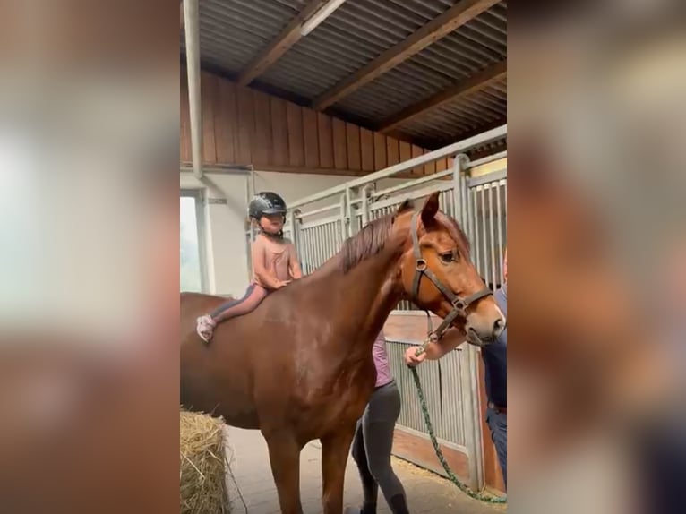 Hannoveraner Wallach 3 Jahre 163 cm Dunkelfuchs in Loxstedt