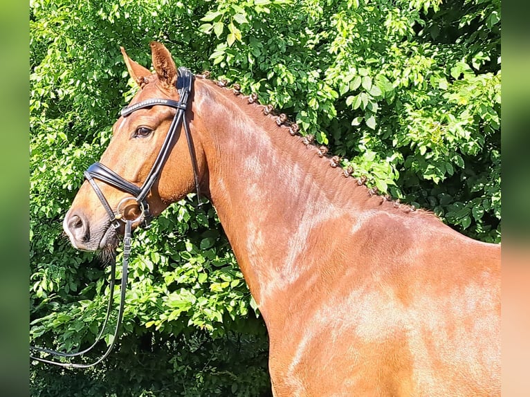 Hannoveraner Wallach 3 Jahre 163 cm Dunkelfuchs in Loxstedt