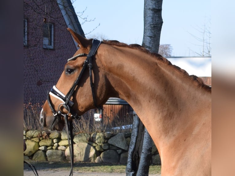 Hannoveraner Wallach 3 Jahre 163 cm Fuchs in Fredenbeck