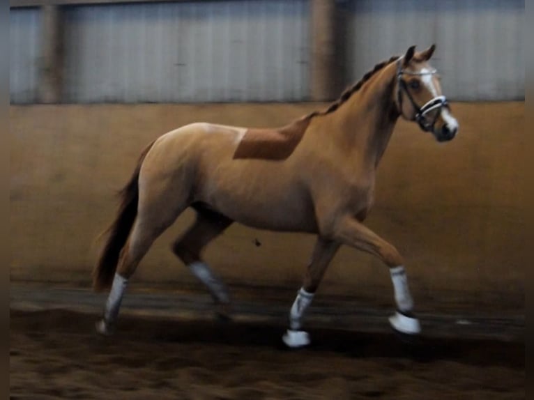 Hannoveraner Wallach 3 Jahre 163 cm Fuchs in Fredenbeck