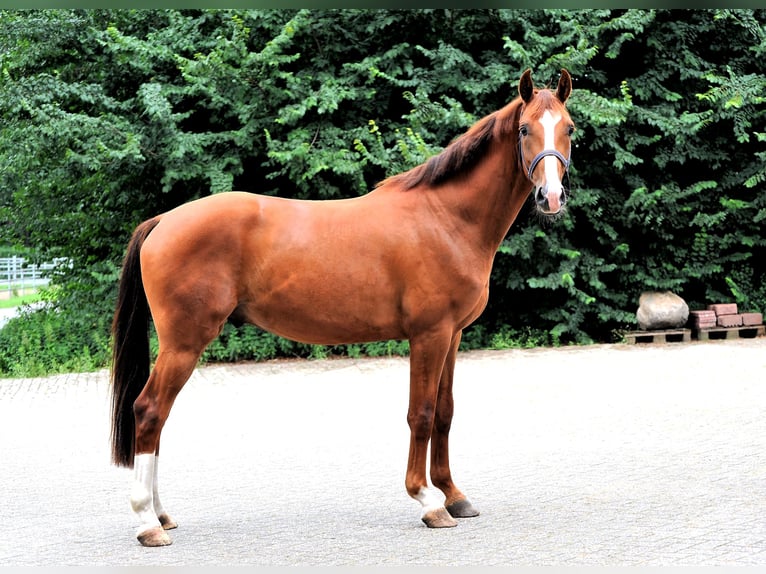 Hannoveraner Wallach 3 Jahre 163 cm Fuchs in L&#xE4;hden