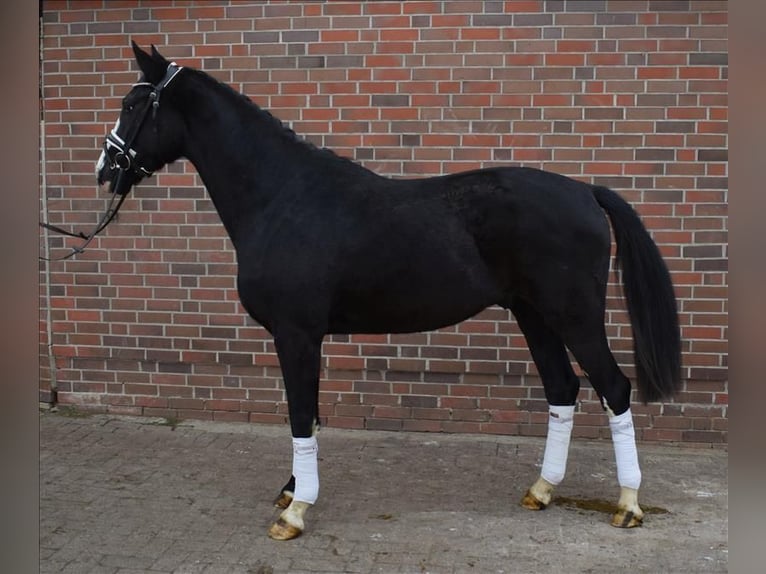 Hannoveraner Wallach 3 Jahre 163 cm Rappe in Fredenbeck