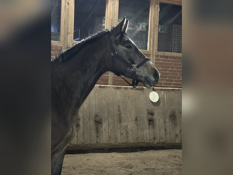 Hannoveraner Wallach 3 Jahre 163 cm Schimmel in Wahrenholz