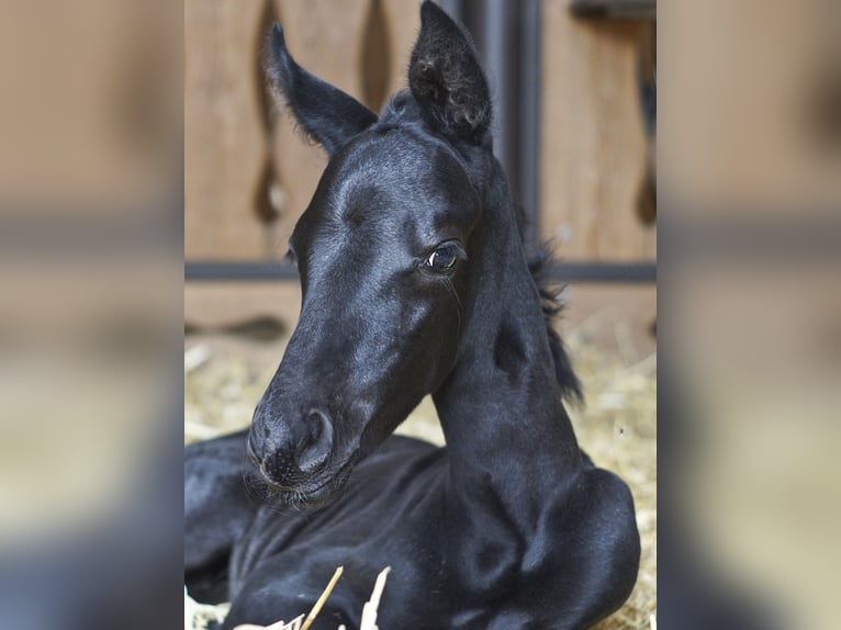Hannoveraner Wallach 3 Jahre 163 cm Schwarzbrauner in Leichlingen