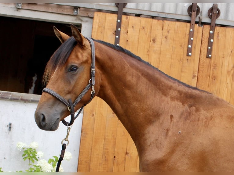 Hannoveraner Wallach 3 Jahre 164 cm Brauner in Hagen im Bremischen