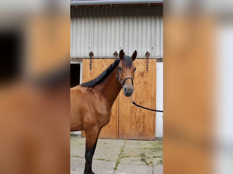 Hannoveraner Wallach 3 Jahre 164 cm Brauner in Hagen im Bremischen