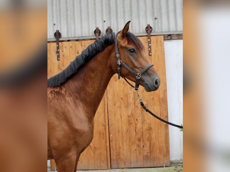Hannoveraner Wallach 3 Jahre 164 cm Brauner in Hagen im Bremischen
