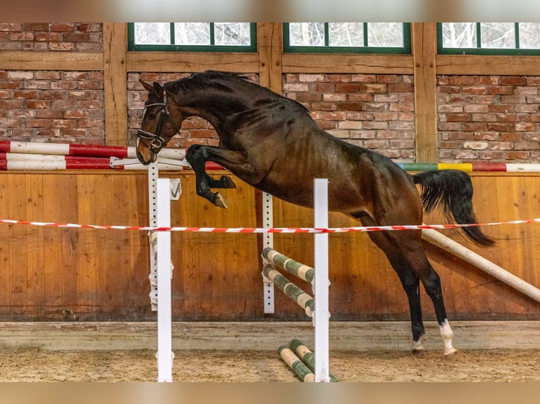 Hannoveraner Wallach 3 Jahre 164 cm Brauner in Hanstedt