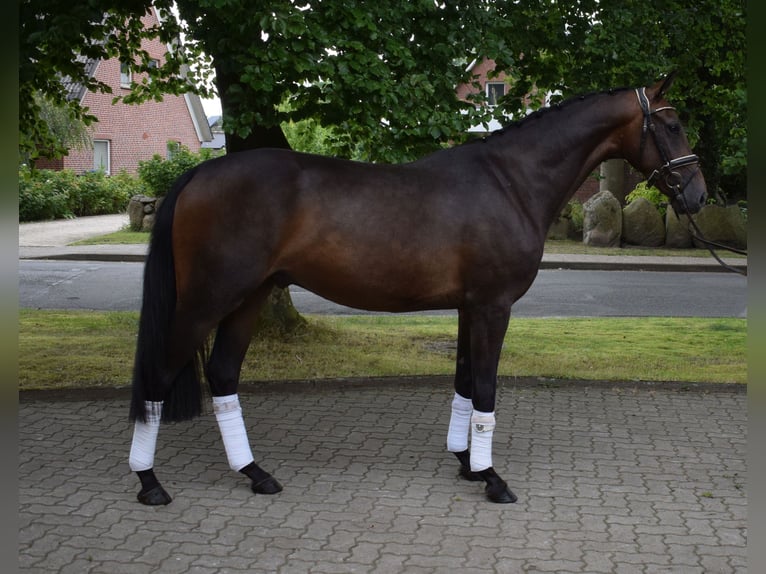 Hannoveraner Wallach 3 Jahre 164 cm Dunkelbrauner in Fredenbeck