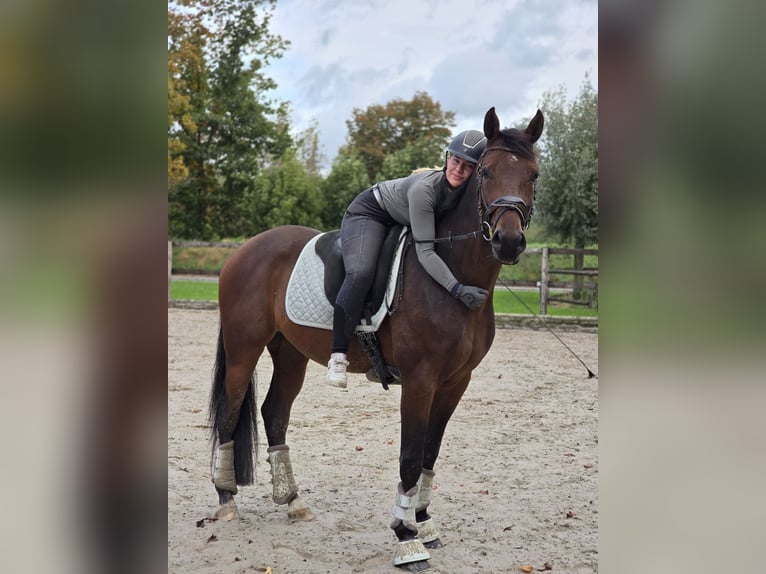 Hannoveraner Wallach 3 Jahre 164 cm Dunkelbrauner in Kempen