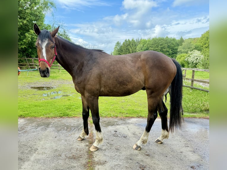 Hannoveraner Mix Wallach 3 Jahre 164 cm Dunkelbrauner in Colnrade