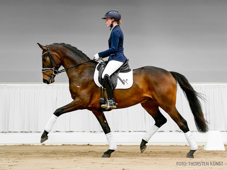 Hannoveraner Wallach 3 Jahre 164 cm Fuchs in Verden