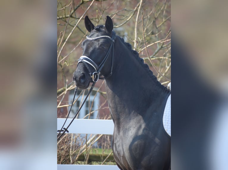 Hannoveraner Wallach 3 Jahre 164 cm Rappe in Dätgen