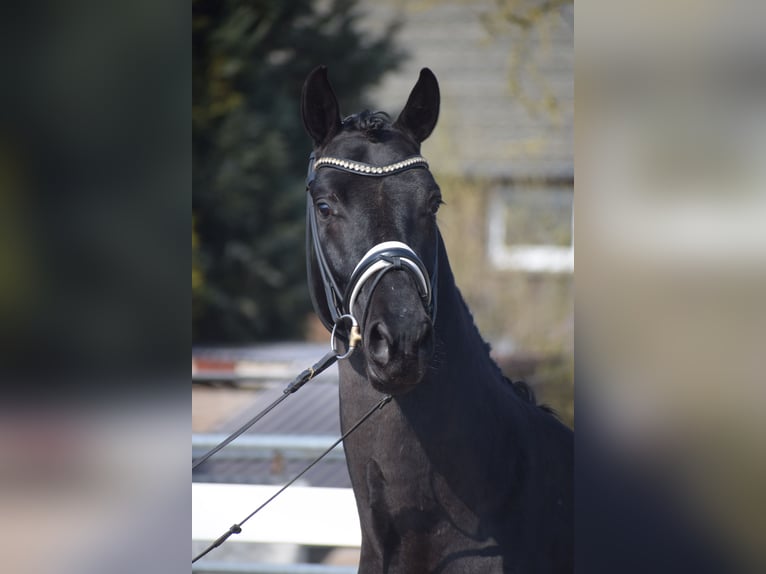 Hannoveraner Wallach 3 Jahre 164 cm Rappe in Dätgen