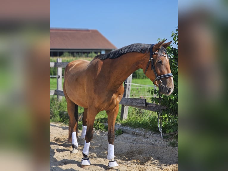Hannoveraner Wallach 3 Jahre 165 cm Brauner in Die&#xDF;en am Ammersee