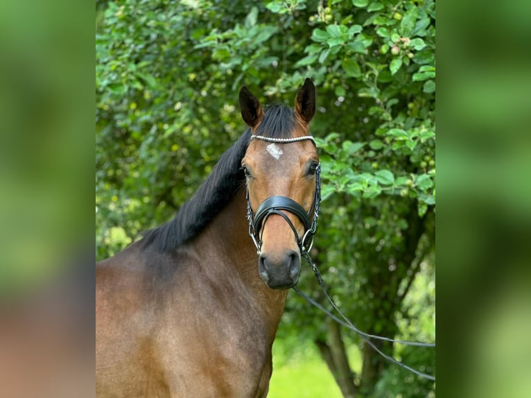 Hannoveraner Wallach 3 Jahre 165 cm Brauner in Itzehoe