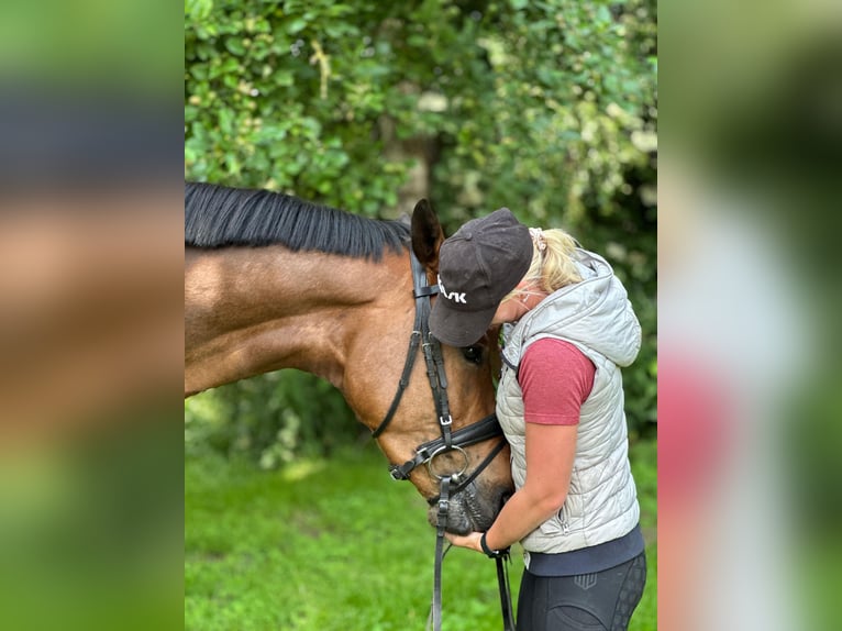 Hannoveraner Wallach 3 Jahre 165 cm Brauner in Itzehoe