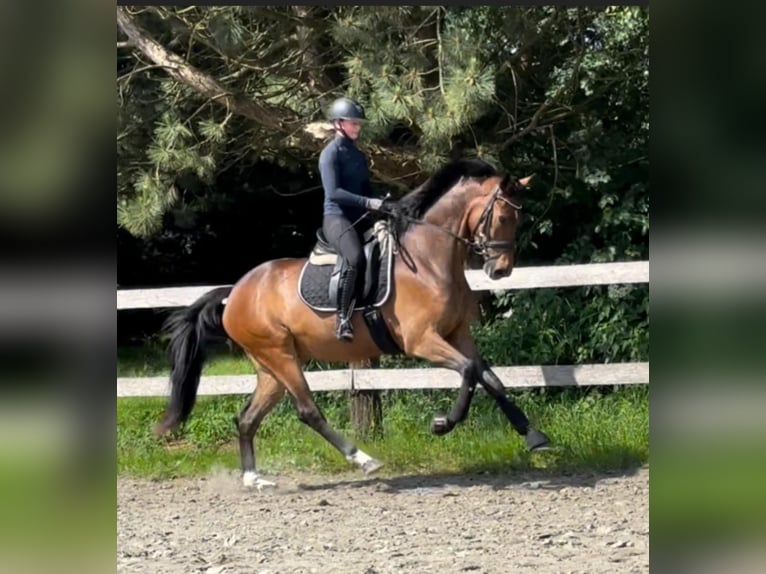 Hannoveraner Wallach 3 Jahre 165 cm Brauner in Itzehoe