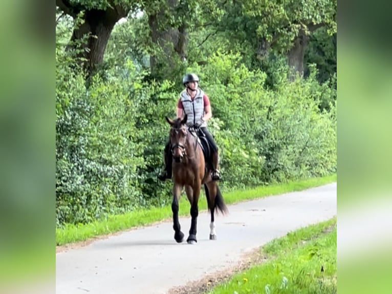 Hannoveraner Wallach 3 Jahre 165 cm Brauner in Itzehoe