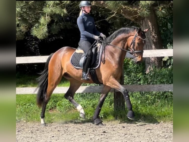 Hannoveraner Wallach 3 Jahre 165 cm Brauner in Itzehoe