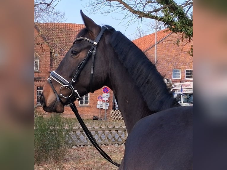 Hannoveraner Wallach 3 Jahre 165 cm Brauner in Nienhagen