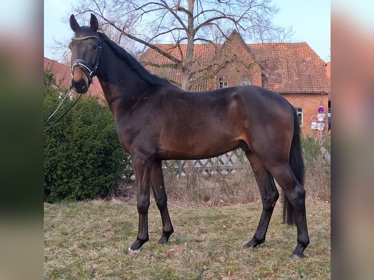 Hannoveraner Wallach 3 Jahre 165 cm Brauner in Nienhagen