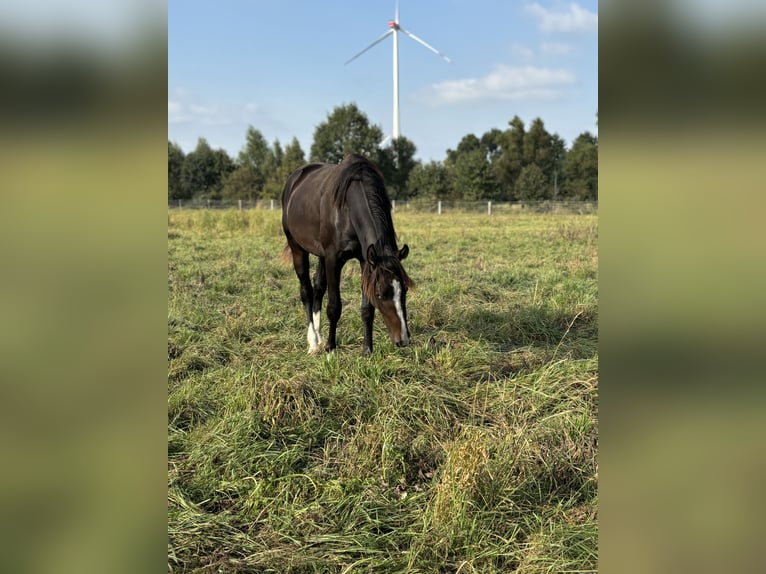 Hannoveraner Wallach 3 Jahre 165 cm Brauner in Schellerten