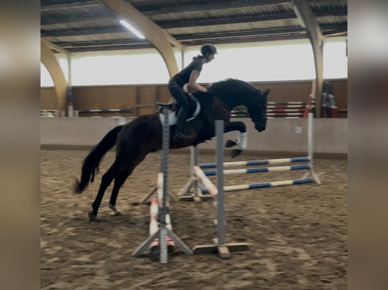 Hannoveraner Wallach 3 Jahre 165 cm Brauner in Schenklengsfeld