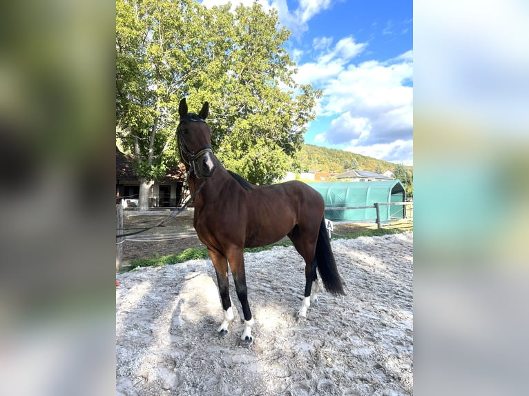 Hannoveraner Wallach 3 Jahre 165 cm Brauner in Eschwege