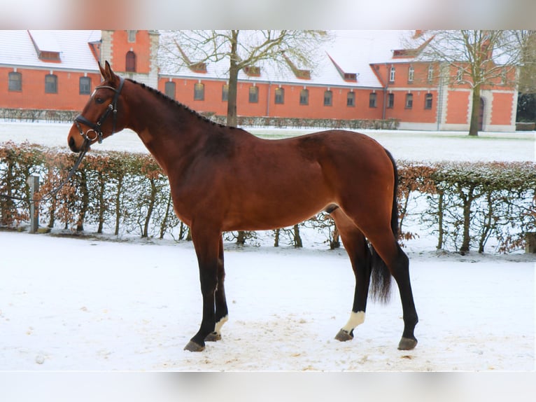 Hannoveraner Wallach 3 Jahre 165 cm Brauner in Celle