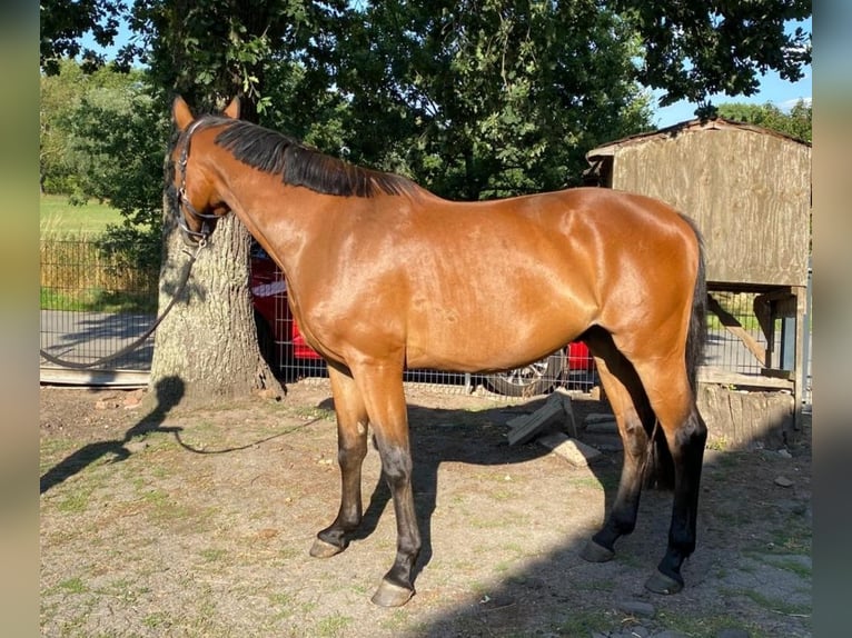 Hannoveraner Wallach 3 Jahre 165 cm Brauner in Wunstorf