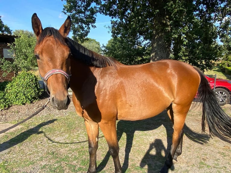 Hannoveraner Wallach 3 Jahre 165 cm Brauner in Wunstorf