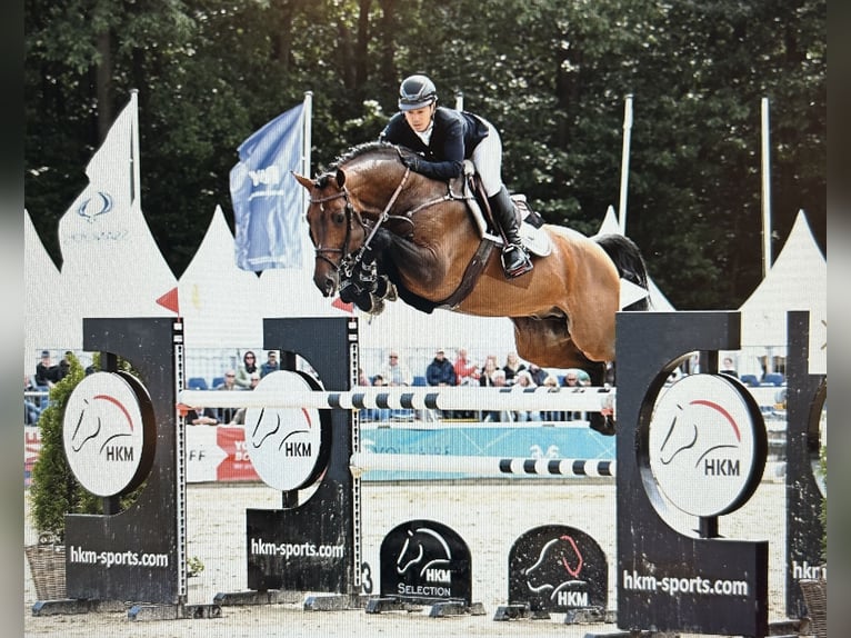 Hannoveraner Wallach 3 Jahre 165 cm Brauner in Wedemark