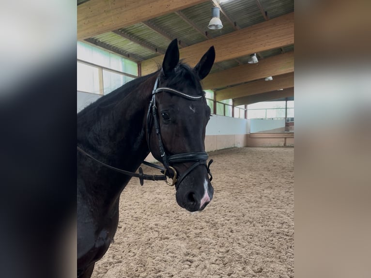 Hannoveraner Wallach 3 Jahre 165 cm Dunkelbrauner in Berne