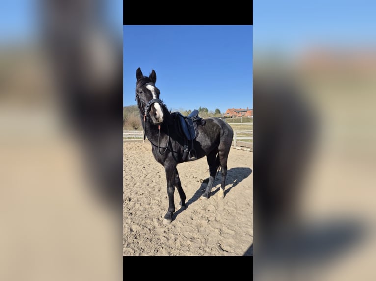 Hannoveraner Wallach 3 Jahre 165 cm Dunkelbrauner in Waschow