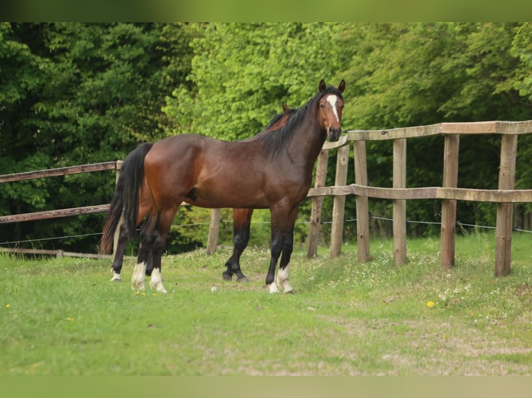 Hannoveraner Mix Wallach 3 Jahre 165 cm Dunkelbrauner in Colnrade