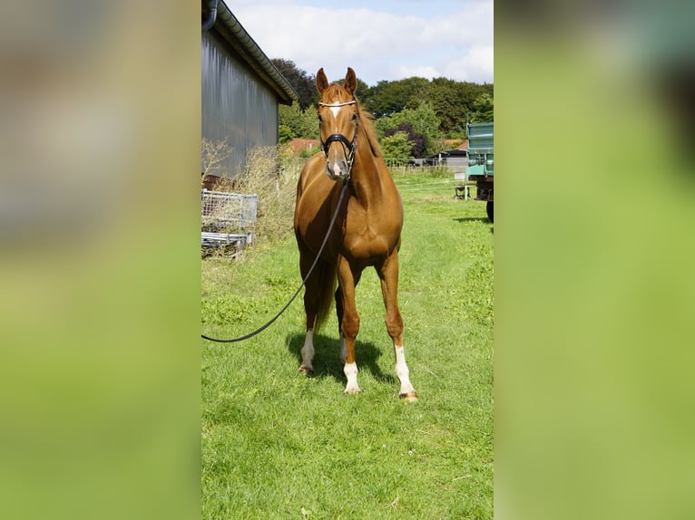 Hannoveraner Wallach 3 Jahre 165 cm Dunkelfuchs in Bliedersdorf