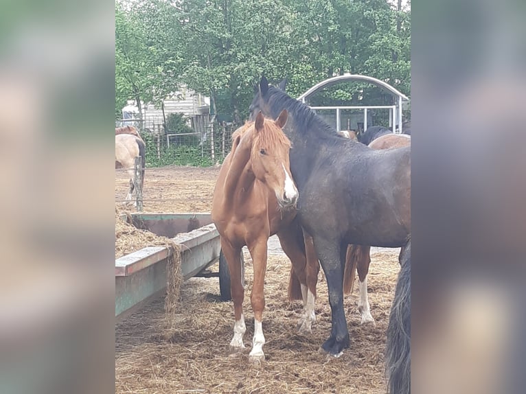 Hannoveraner Wallach 3 Jahre 165 cm Fuchs in Aldenhoven