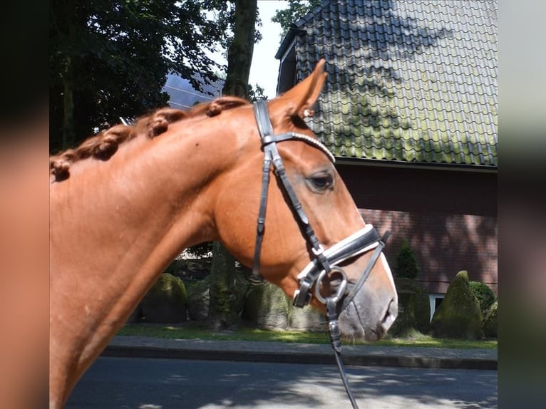 Hannoveraner Wallach 3 Jahre 165 cm Fuchs in Fredenbeck