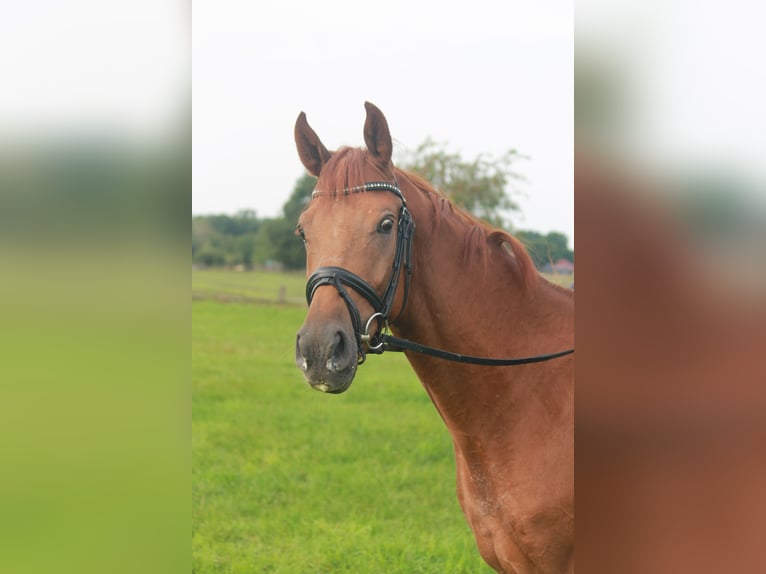 Hannoveraner Wallach 3 Jahre 165 cm Fuchs in Hepstedt