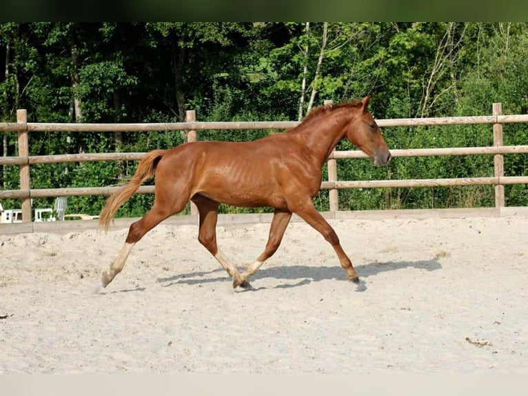 Hannoveraner Wallach 3 Jahre 165 cm Fuchs in marne