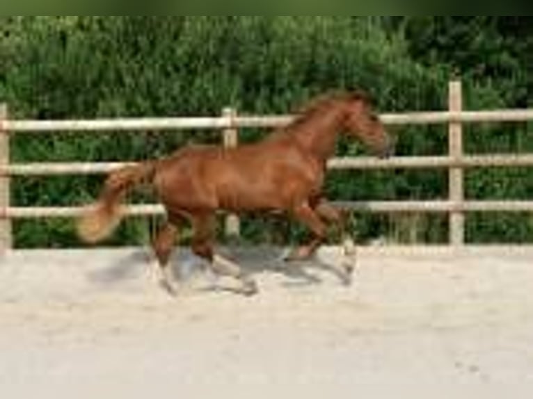 Hannoveraner Wallach 3 Jahre 165 cm Fuchs in marne