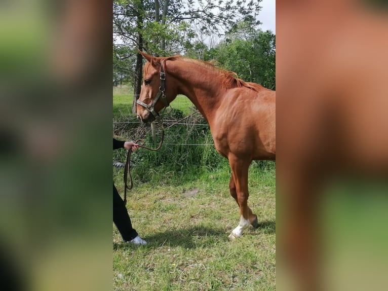 Hannoveraner Wallach 3 Jahre 165 cm Fuchs in Osten
