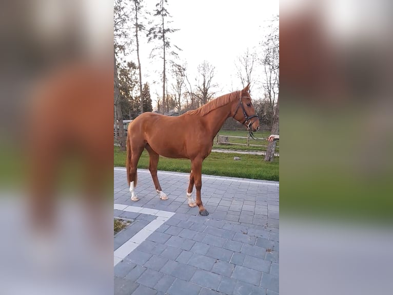 Hannoveraner Wallach 3 Jahre 165 cm Fuchs in Osten