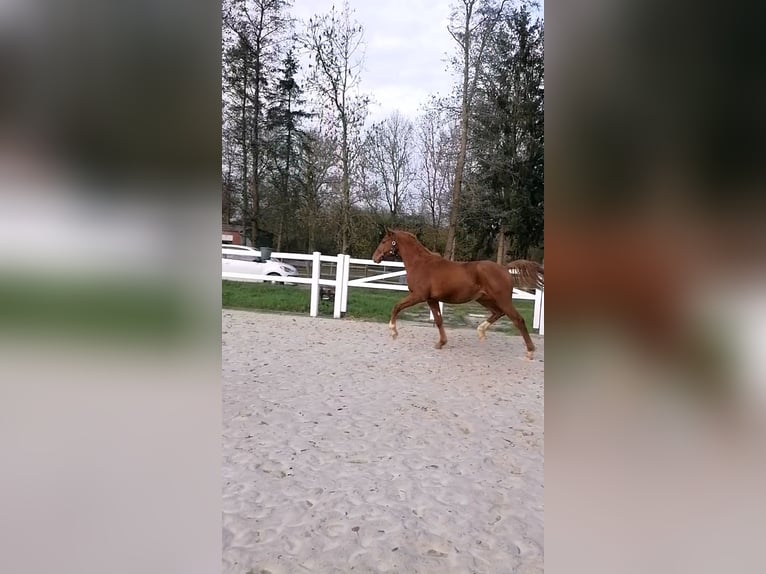 Hannoveraner Wallach 3 Jahre 165 cm Fuchs in Osten