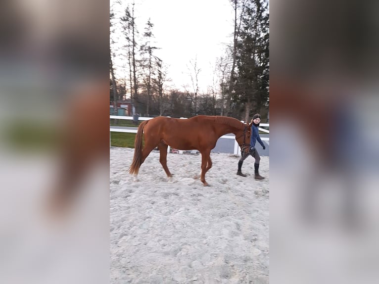 Hannoveraner Wallach 3 Jahre 165 cm Fuchs in Osten