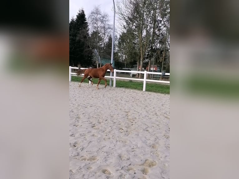 Hannoveraner Wallach 3 Jahre 165 cm Fuchs in Osten
