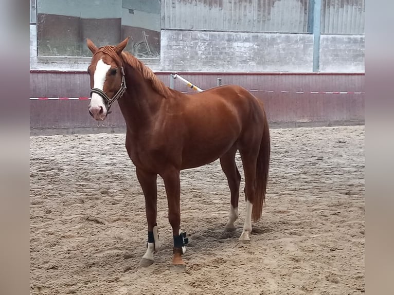 Hannoveraner Wallach 3 Jahre 165 cm Fuchs in Regesbostel