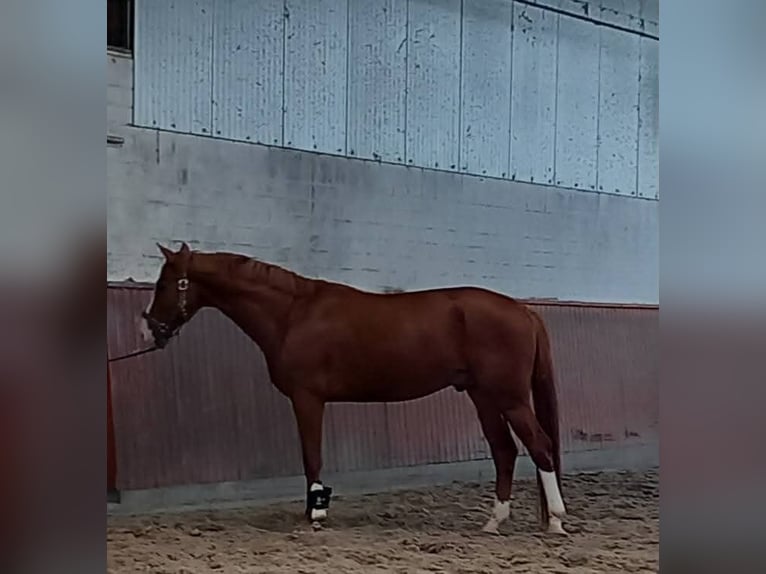 Hannoveraner Wallach 3 Jahre 165 cm Fuchs in Regesbostel